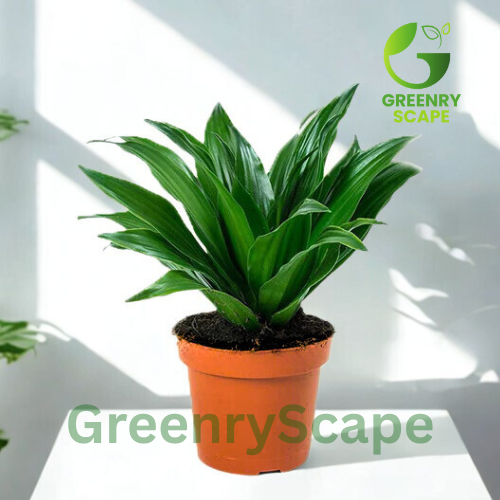 Dracaena Compacta Small – Indoor Air-Purifying Plant in Dubai