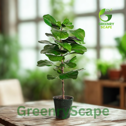 Ficus Lyrata – Fiddle Leaf Fig | Indoor Decorative Plant Dubai