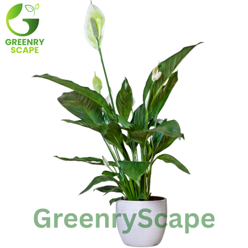 Peace Lily (Spathiphyllum) – Air-Purifying Indoor Plant Dubai