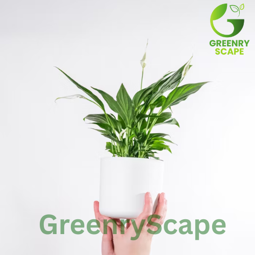 Peace Lily (Spathiphyllum) – Air-Purifying Indoor Plant Dubai