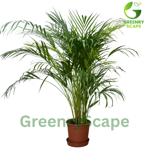 areca Palm Potted plant with 'Greenyscape' branding on a white background