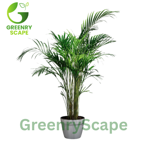 areca Palm Potted plant with Greenry Scape branding on a white background