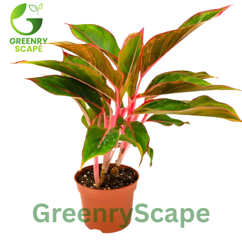 Aglaonema Red Siam – Indoor Plant Dubai | Chinese Evergreen