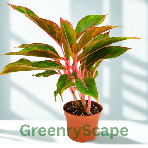 Aglaonema Red Siam – Indoor Plant Dubai | Chinese Evergreen