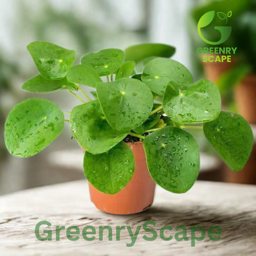 Chinese Money Plant (Pilea Peperomioides) – Indoor Plant Dubai