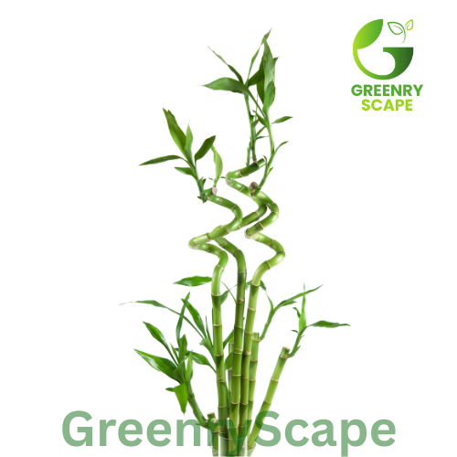 Lucky Bamboo Per Stick (50cm – 100cm) – Indoor Plant Dubai