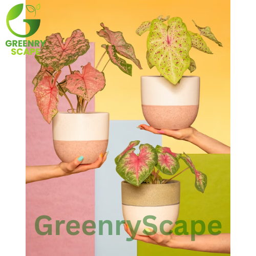 Caladiums (Angel Wings) – Colorful Indoor Plant Dubai