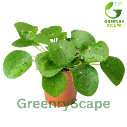 Chinese Money Plant (Pilea Peperomioides) – Indoor Plant Dubai