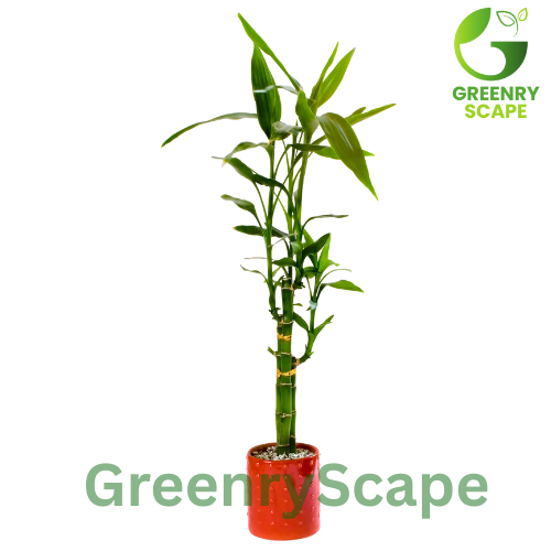Lucky Bamboo Per Stick (50cm – 100cm) – Indoor Plant Dubai