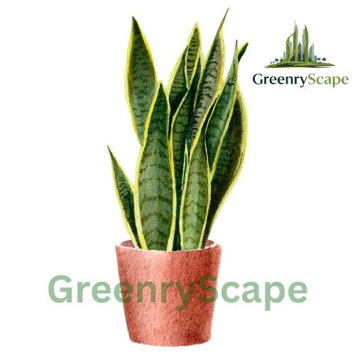 Potted snake plant with a red pot on a white background, branded 'GreenryScape'.