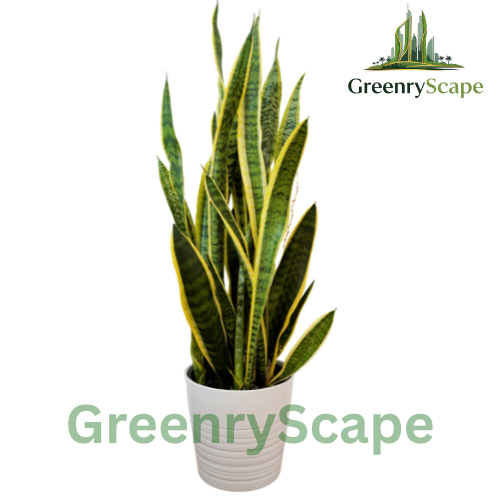 Potted snake plant with GreenryScape branding on a white background