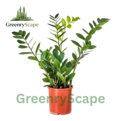 ZZ Plant (Zamioculcas zamiifolia) – Low Maintenance Indoor Plant for Dubai Homes & Offices