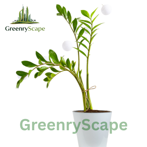 ZZ Plant (Zamioculcas zamiifolia) – Low Maintenance Indoor Plant for Dubai Homes & Offices