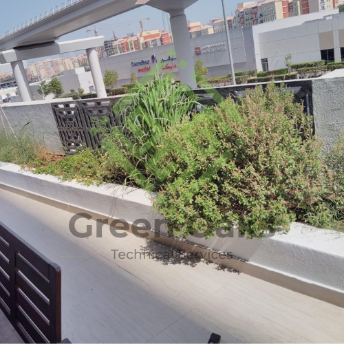 Balcony before weed removal in Dubai