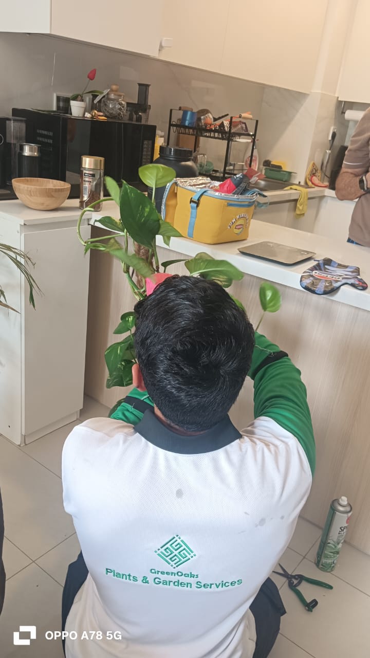 Indoor plant maintenance services in Dubai