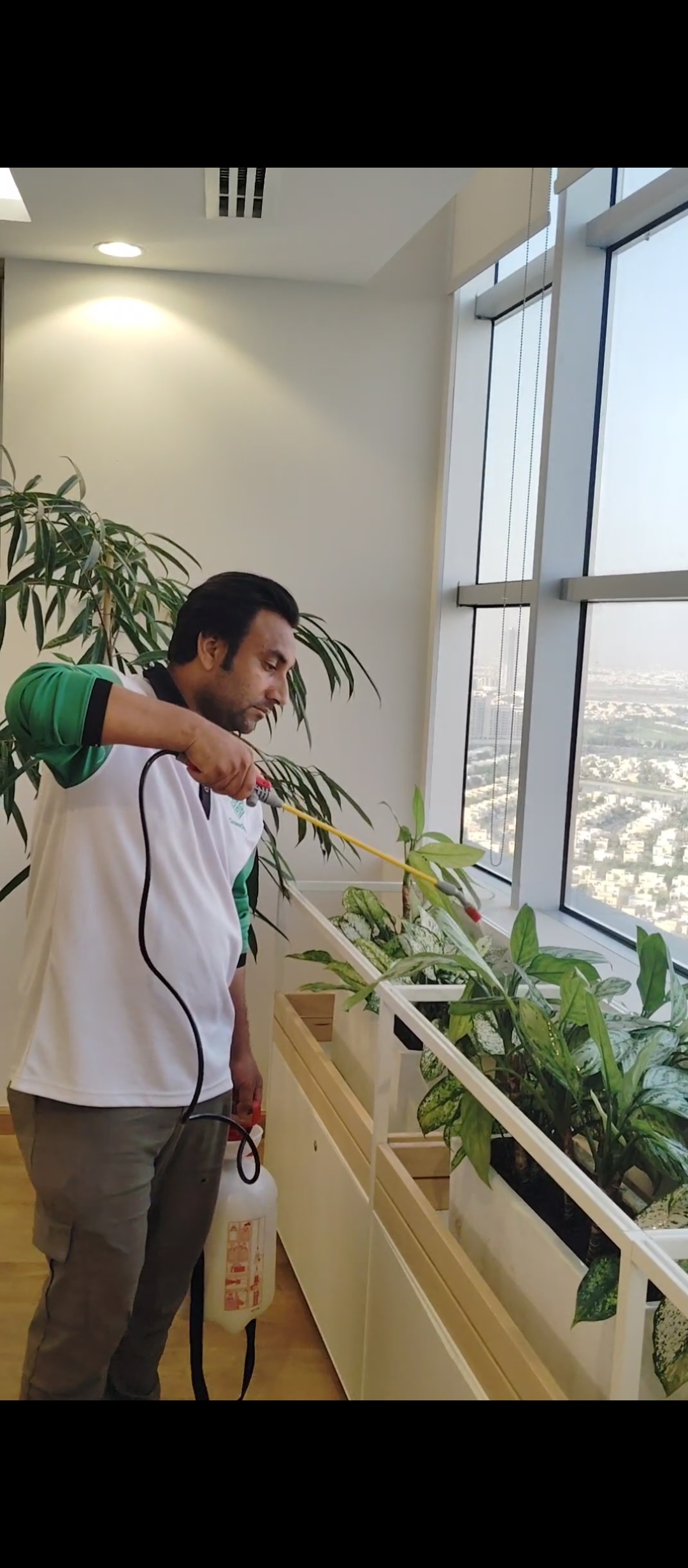 Indoor plant spraying service in Dubai