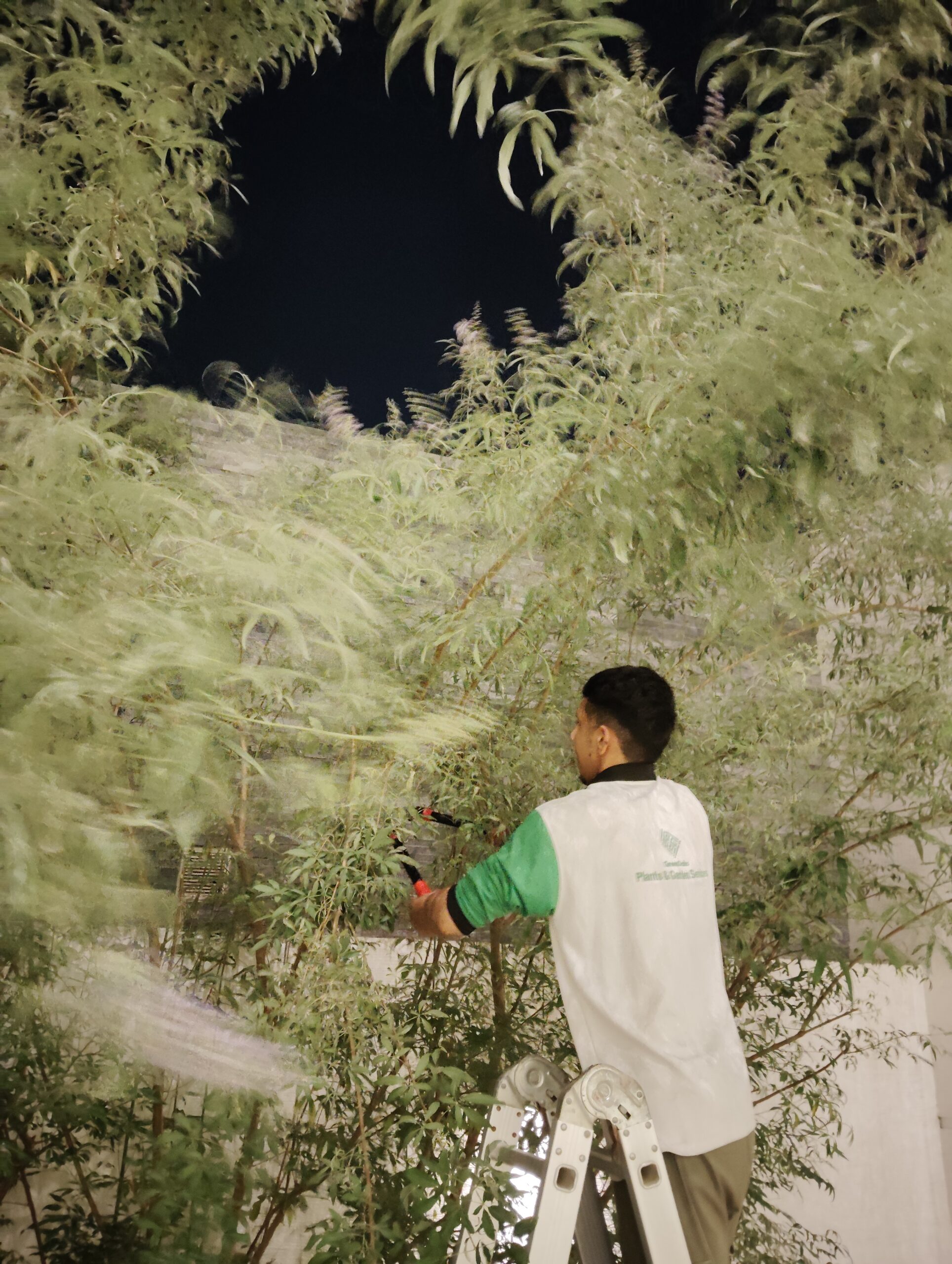 Outdoor plant maintenance services in Dubai